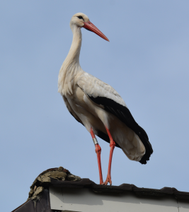Weißstorch Wabern Georges