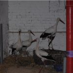 Störche in der geräumigen Scheune, Stallpflicht ist deshalb kein Problem.