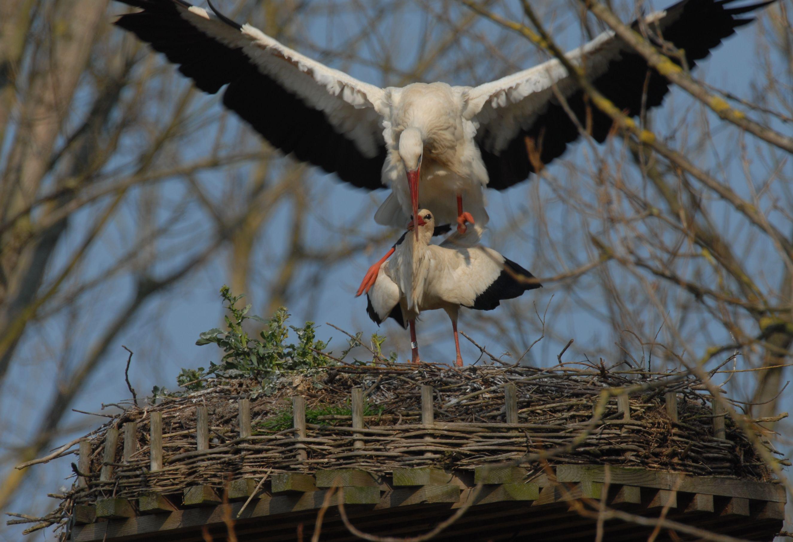 weissstorch_1-horst-ederauen