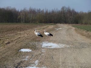 Unsere Winterstörche Georges und Julie in den Ederauen Wabern