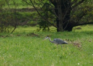 graureiher-harle-fb-300x214