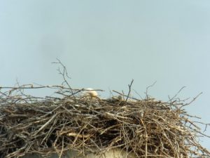 wabern-ii-totfundii2013-05-24_1-588x441