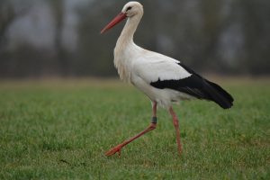 Steckbrief Storch aus Wabern, Merlin DER AN 738