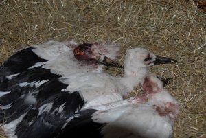 diese drei müssen tierärztlich behandelt werden