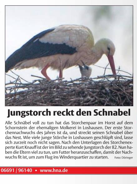 1kueken