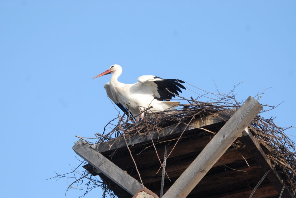 28021storch