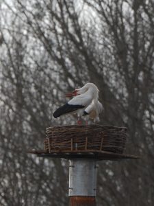 Georges und Feline in den Ederauen