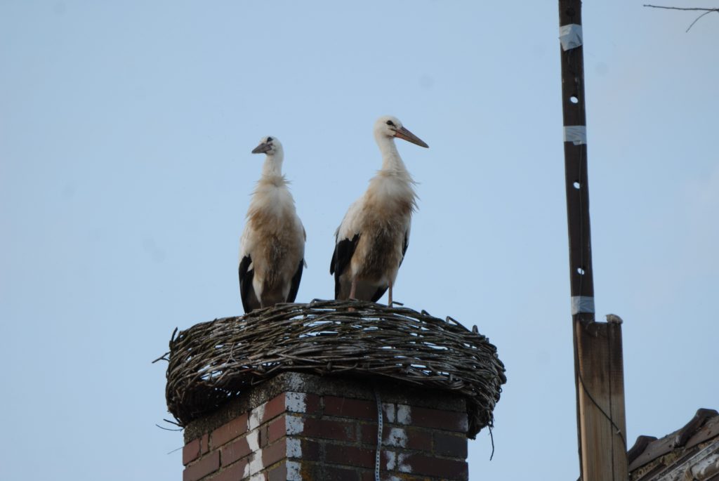 flueggeaufschornstein