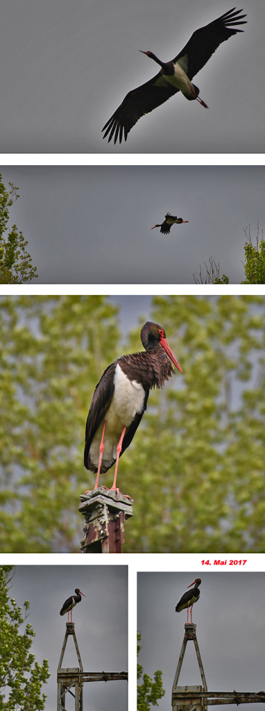 scharzstorch