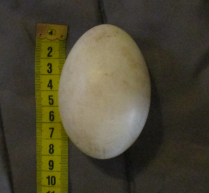 Zwischen 85 und 110g wiegt ein Storchenei