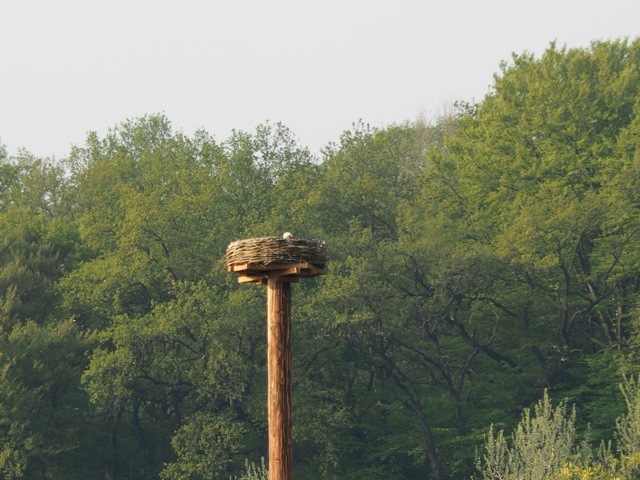 brutpaar-malsfeld-ende-april