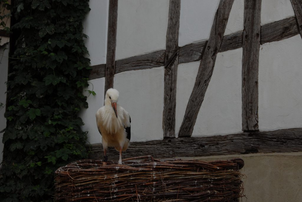 flügge wurde sie zum gleichen Zeitpunkt wie die im Horst verbliebenen Jungstörche