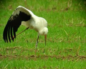 verletzter Storch auf einer Wiese. Er hielt sich dort über 2 Tage auf, eine aufmerksame Beobachterin informierte uns.