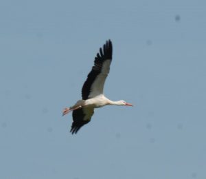 jungfernflug