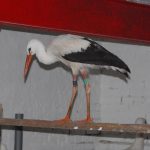 Mila, polnischer Storch in der Storchenscheune Wabern