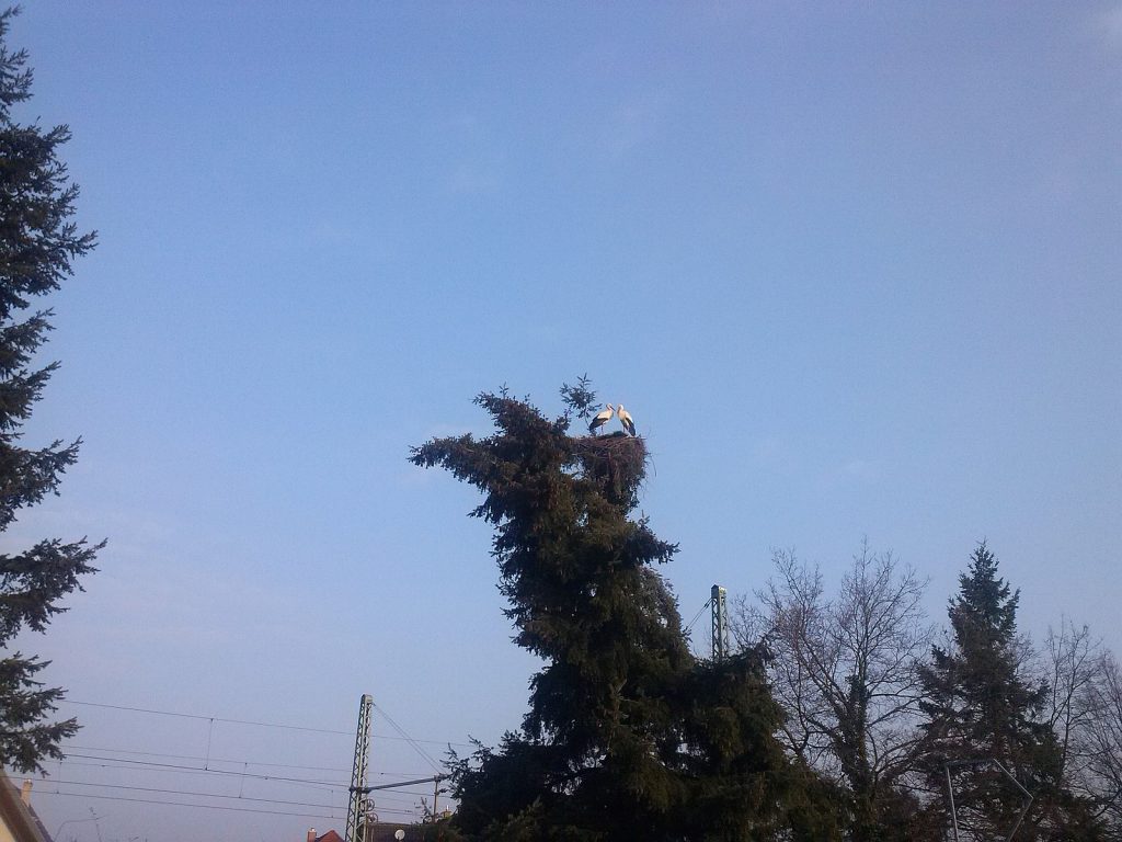 Ederstörchin Julie, Wabern - Schlupfhorst