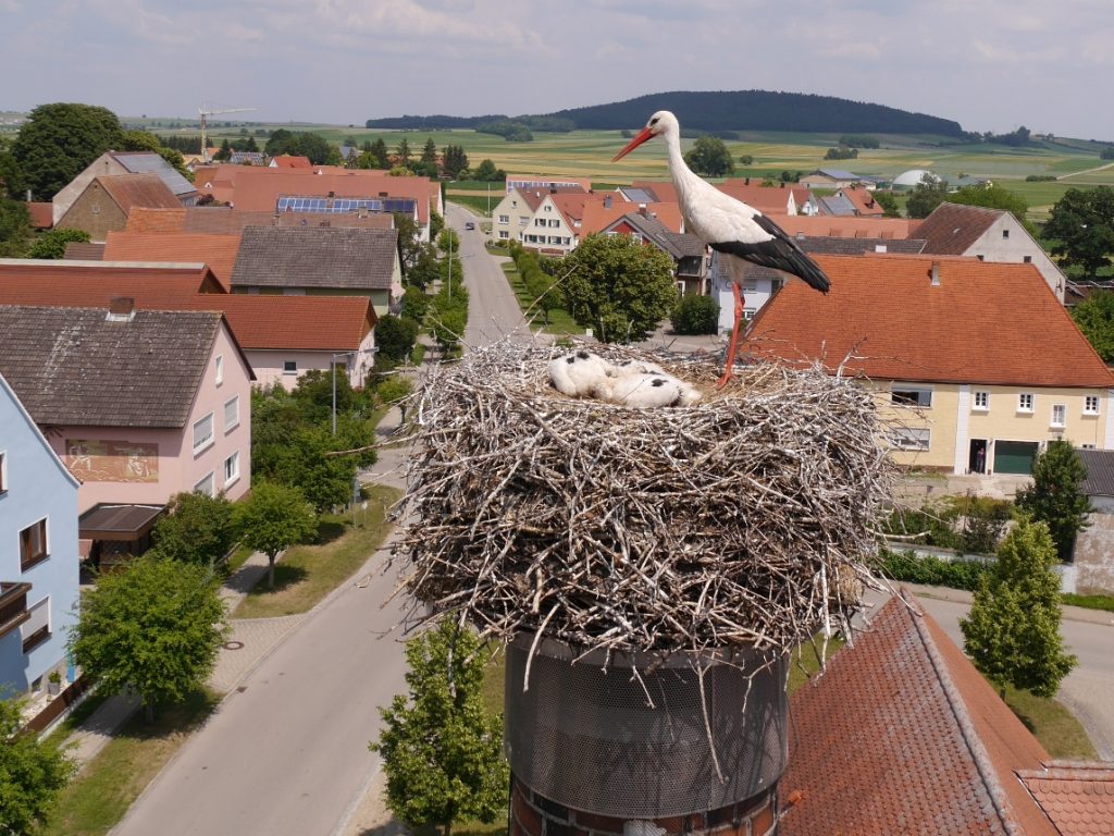 trommetsheim_beringung-2018
