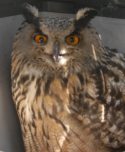 Uhu als Pflegling in der Storchenstation Wabern