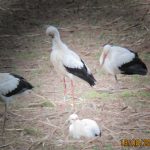 beringter Jungstorch aus Braunschweig