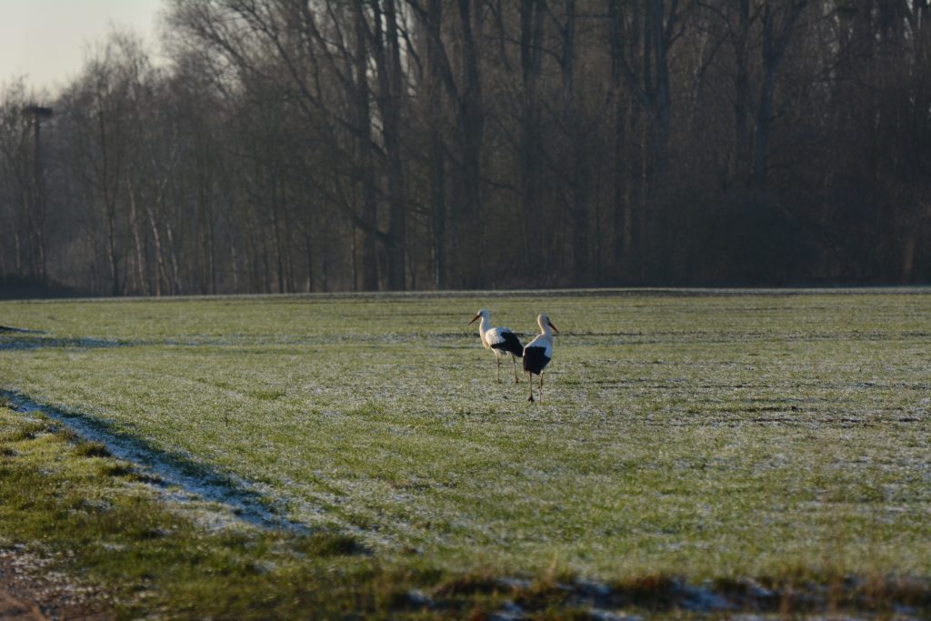 Ederauen Wabern Winter 2019