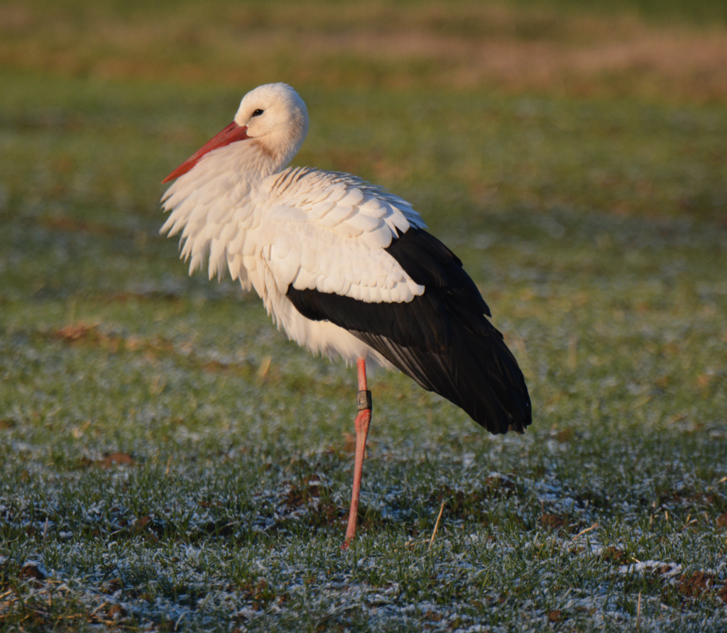 Niedermöllrich, Winter 2019