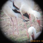 beringter Jungstorch aus Wolfsburg