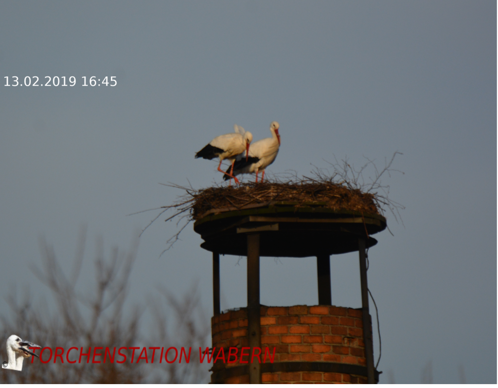 ANkunft Störche 2019 Wabern III