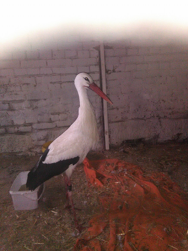 DER AH 486 verletzter Storch