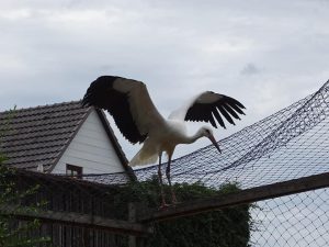 Fynn traut sich