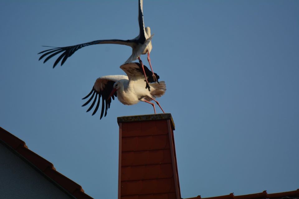 Storch Carlos Wabern greift Feline an