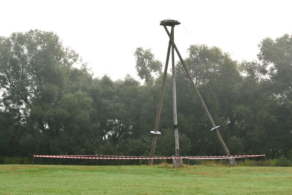 Altes Dreibein Konnefeld 2017 vom Sturm gefällt