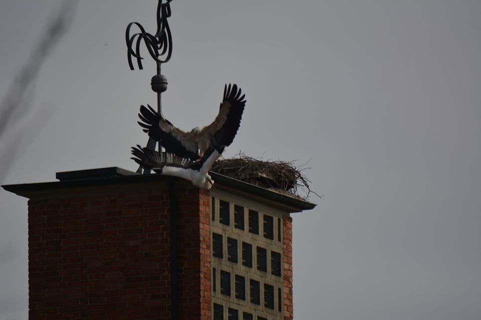 Storchenkampf auf der kath. Kirche