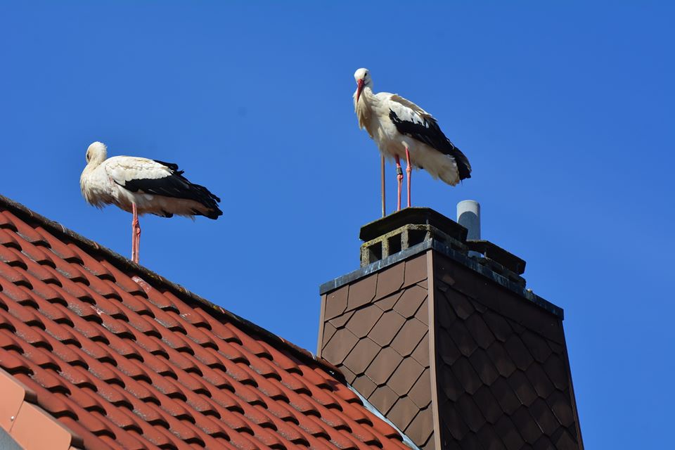 Sie haben es nicht leicht, verstehen nicht wenn ihr alter Brutplatz besetzt ist