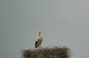 Hier sind die Jungstörche schon älter, hoffentlich haben sie alles gut überstanden
