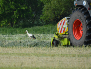 in den letzten Tagen gab es ein gutes Nahrungsangebot für den Nachwuchs, Silage wurde eingefahren. Nach 3 Tagen war das dann wieder vorbei