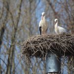 Michael und Maja neues Storchenpaar Wabern I
