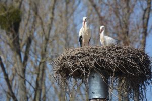Michael und Maya neues Storchenpaar Wabern I