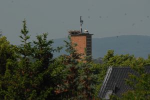 Storchenhorst Wabern V