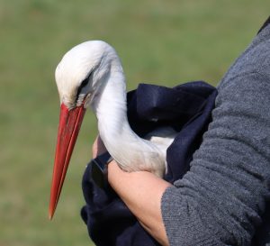 geborgener verletzter Storch aus dem Marburger Raum