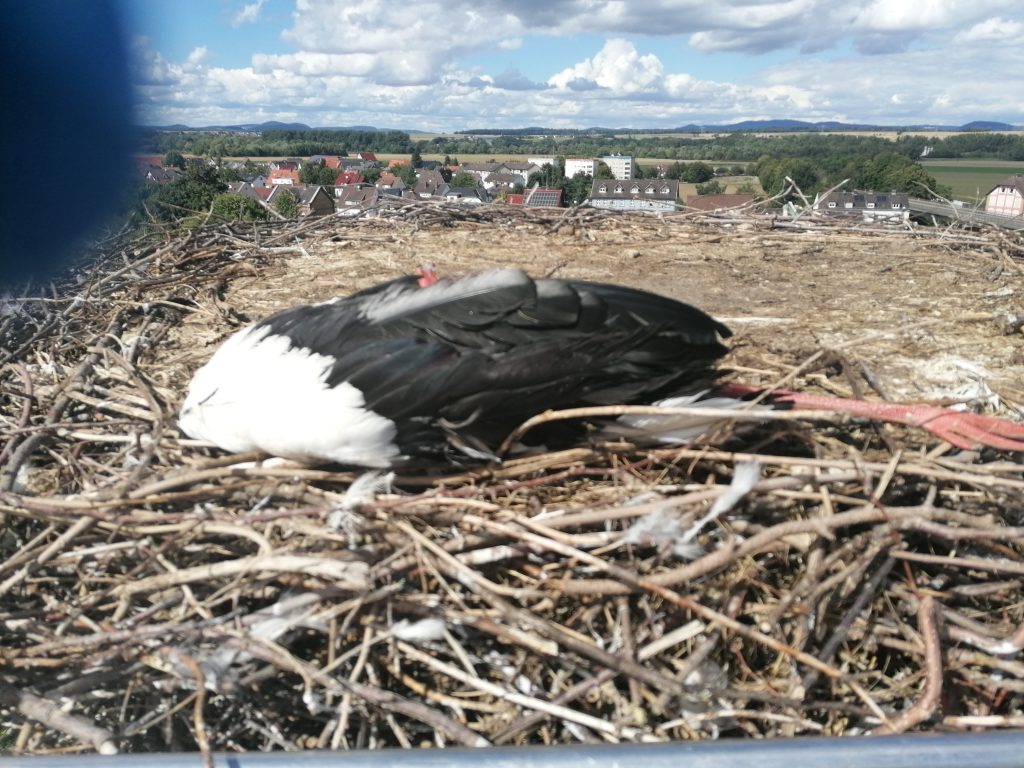 tragischer Tod von unserem Weißstorch Merlin