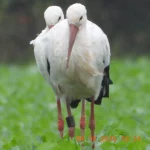 Weißstorch 0X247 aus Lütgenhausen am 04.10.25 noch gesund