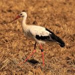 Pflegling Horst aus Südhessen zurück in Wabern