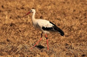 Patenstorch Horst Usingers Storch: Horst