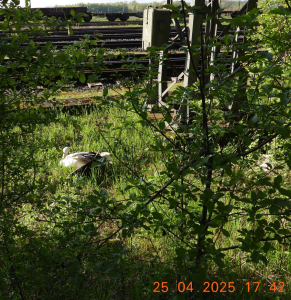 Toter Brutstorch am Nachbarmast 25.04.2025, die Brut ist verloren