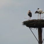 Storchenpaar Schwarzenberg endlich