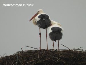 Weißstorch Heinz mit Parnterin auf Blecherhorst 2024