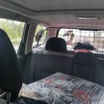 Skadi auf dem Weg in die Freiheit Störche Wabern