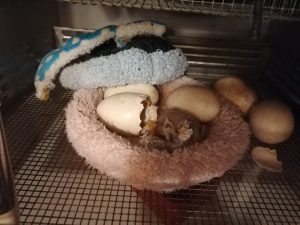 IMG_20240420_074908