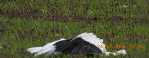 toter Storch Wabern