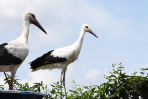 DEW 5V553 Weißstorch Petra aus Bayern